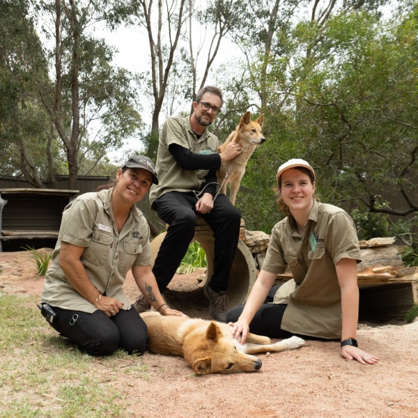 Three people from WA Wildlife with two dingoes